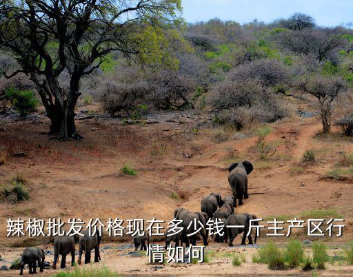 聊城尖椒價格多少錢一斤,目前辣椒多少錢一斤