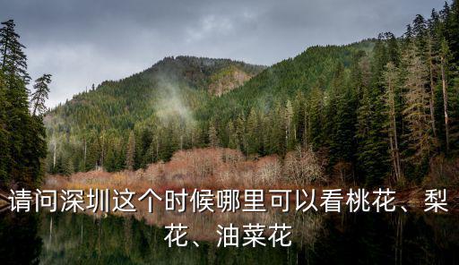 深圳哪里桃花比較多,深圳現在哪個地方能賞桃花