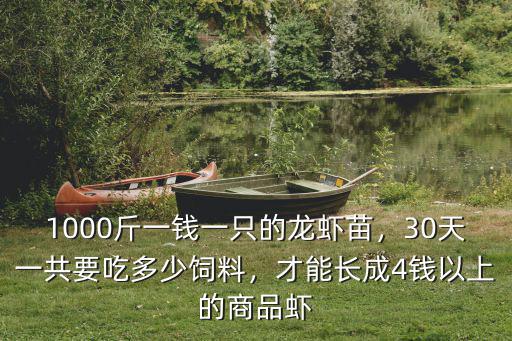 1000斤一錢一只的龍蝦苗，30天一共要吃多少飼料，才能長成4錢以上的商品蝦