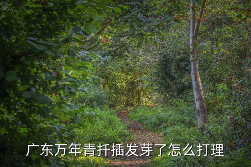 廣東萬年青扦插發芽了怎么打理