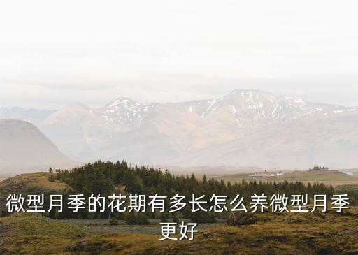 臨沂微型月季花要多少錢(qián),微型月季的花期有多長(zhǎng)