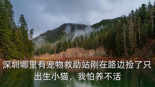 深圳哪里有貓狗救助,深圳哪里有寵物救助站