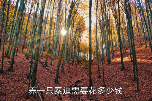 揭陽泰迪多少錢,養一只泰迪需要花多少錢