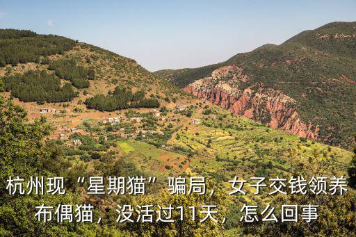 杭州現(xiàn)“星期貓”騙局，女子交錢領(lǐng)養(yǎng)布偶貓，沒活過11天，怎么回事