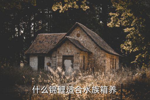 梅州錦鯉水族館在哪里,錦鯉能在水族箱里養殖嗎