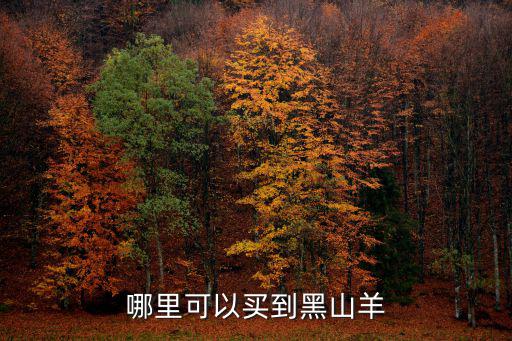 廣東陽山哪里有母羊買,哪里可以買到黑山羊