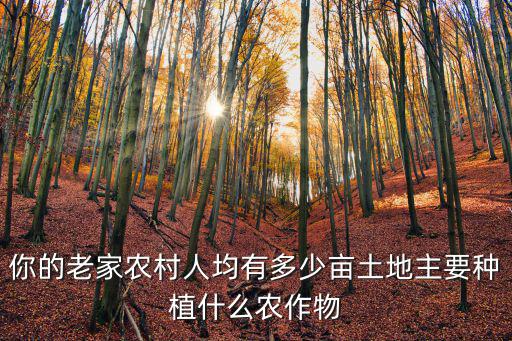 山東人均多少畝耕地,人均耕地不足一畝