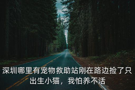 深圳哪里有寵物救助站剛在路邊撿了只出生小貓，我怕養不活