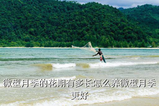 威海微型月季花多少錢(qián)一盆,微型月季的花期有多長(zhǎng)