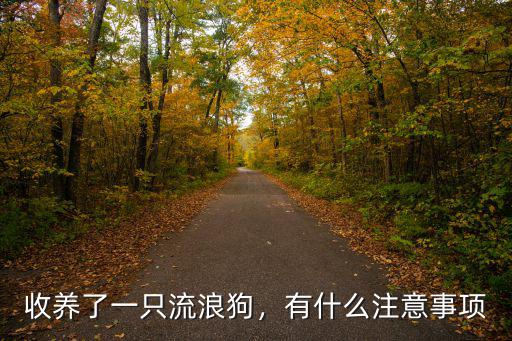 江門哪里有流浪狗可以領養(yǎng),可以收養(yǎng)流浪狗兒嗎