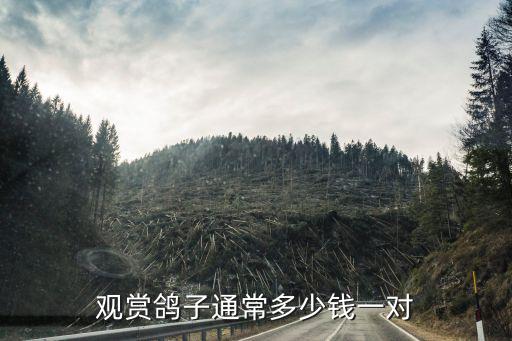 聊城新品種種鴿多少錢一對(duì),觀賞鴿子通常多少錢一對(duì)