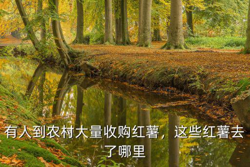 廣東省哪里有收購紅薯的,有人到農村大量收購紅薯