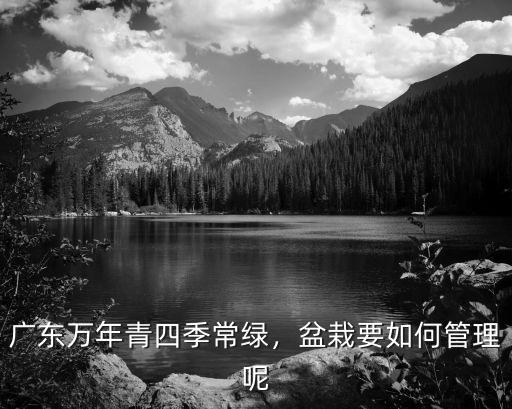 廣東萬年青怎么養(yǎng)殖方法,廣東萬年青四季常綠