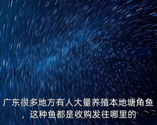 廣東很多地方有人大量養(yǎng)殖本地塘角魚，這種魚都是收購發(fā)往哪里的