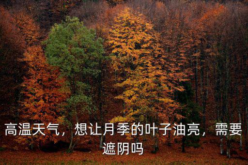 高溫天氣，想讓月季的葉子油亮，需要遮陰嗎