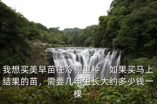 我想買美早苗往冷棚里種，如果買馬上結果的苗，需要幾年生長大約多少錢一棵