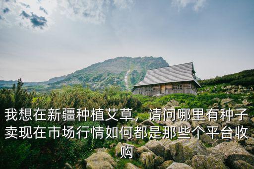 廣東哪里大量收購艾草,廣西哪里收購艾草
