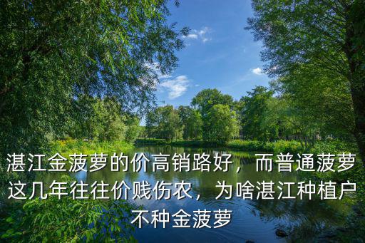 湛江金菠蘿的價高銷路好，而普通菠蘿這幾年往往價賤傷農，為啥湛江種植戶不種金菠蘿