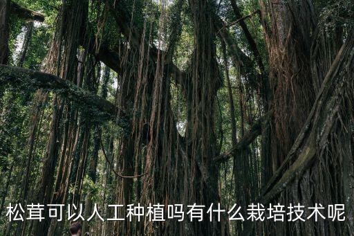 松茸可以人工種植嗎有什么栽培技術呢