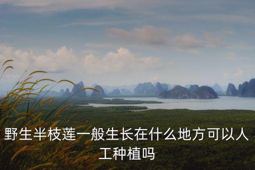 廣東地區哪里有人工種植的紫草,如何人工種植