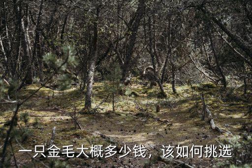 一只金毛大概多少錢，該如何挑選