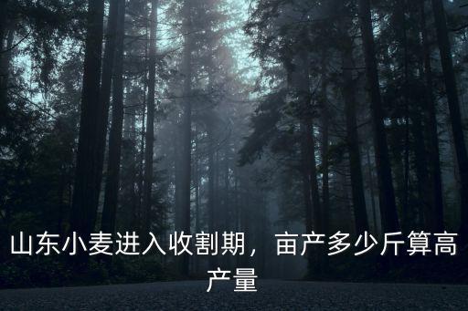 山東小麥進入收割期，畝產多少斤算高產量