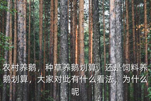 農(nóng)村養(yǎng)鵝，種草養(yǎng)鵝劃算，還是飼料養(yǎng)鵝劃算，大家對此有什么看法，為什么呢