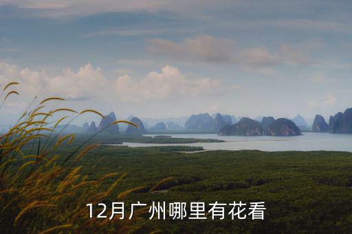 廣州10月份在哪里可以看花,12月廣州哪里有花看