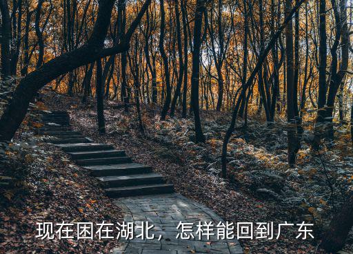 現在困在湖北，怎樣能回到廣東