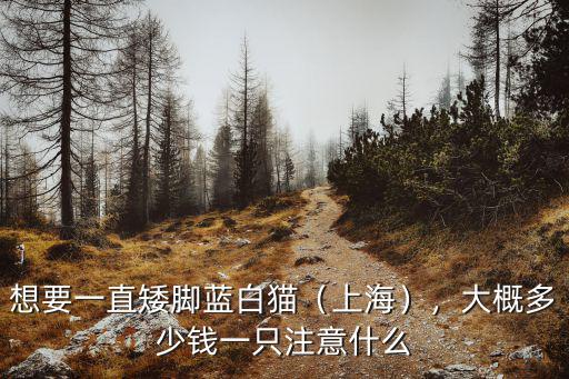 矮腳貓多少錢一只寧波,短腿貓多少錢一只