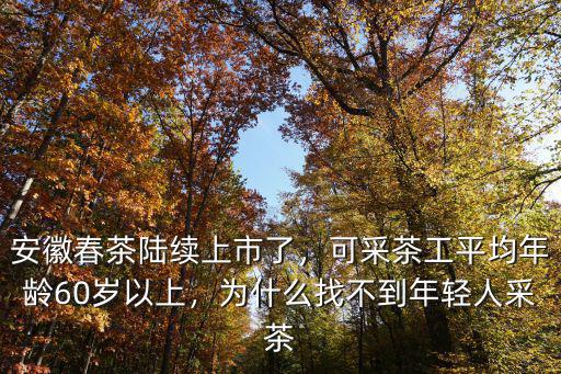 浙江麗水采茶工一天多少錢,采茶工一天采摘多少斤