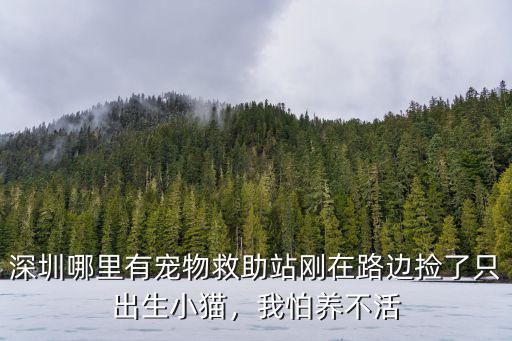深圳哪里有寵物救助站剛在路邊撿了只出生小貓，我怕養不活