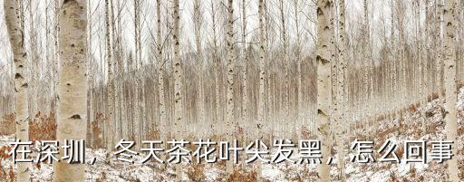 深圳茶花生活怎么樣,冬天茶花葉尖發黑