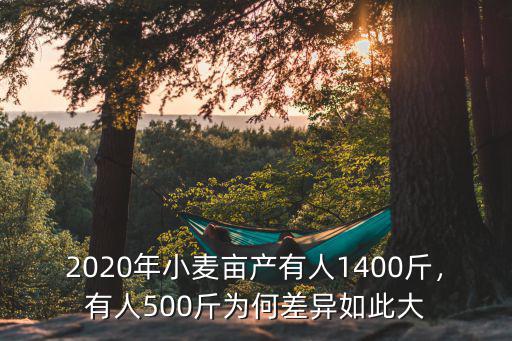 2020年山東小麥畝產多少斤,山東小麥進入收割期