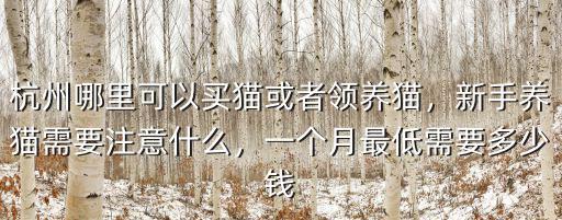 杭州哪里可以買貓或者領(lǐng)養(yǎng)貓，新手養(yǎng)貓需要注意什么，一個月最低需要多少錢