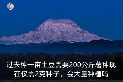 過去種一畝土豆需要200公斤薯種現在僅需2克種子，會大量種植嗎