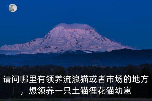 深圳哪里有收養貓貓的地方,深圳哪里有寵物救助站