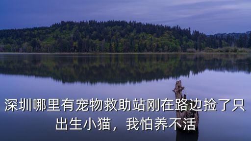 深圳哪里撿錢,深圳哪里有寵物救助站