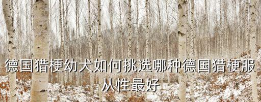 德國(guó)獵梗犬廣州多少錢(qián)一只,德國(guó)獵梗幼犬如何挑選