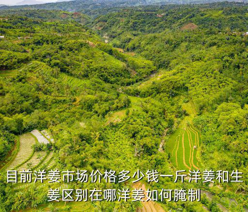 廣州市場生姜多少錢一斤,洋姜和生姜區別在哪