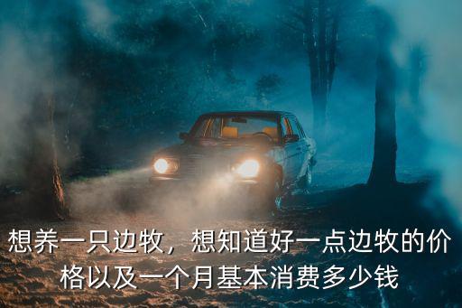 江門邊牧多少錢一只,想養一只邊牧