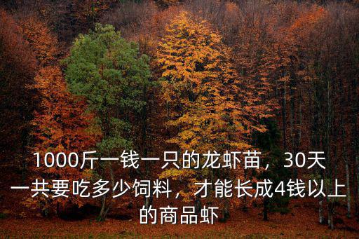 1000斤一錢一只的龍蝦苗，30天一共要吃多少飼料，才能長成4錢以上的商品蝦
