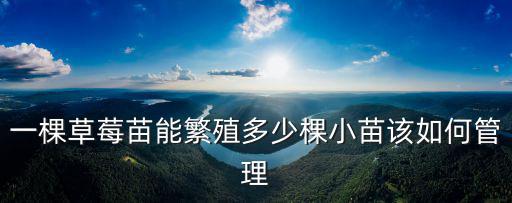 一棵草莓苗能繁殖多少棵小苗該如何管理