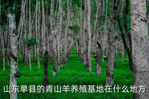 山東單縣的青山羊養殖基地在什么地方