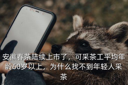 安徽春茶陸續上市了，可采茶工平均年齡60歲以上，為什么找不到年輕人采茶