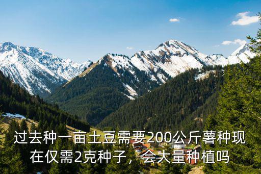 山東種植普薯32一畝需要多少種,栽種一畝紅薯需要多少種薯