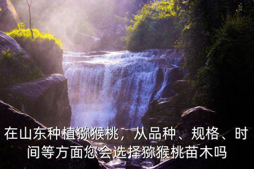 山東博山獼猴桃樹苗品種有多少,在山東種植獼猴桃