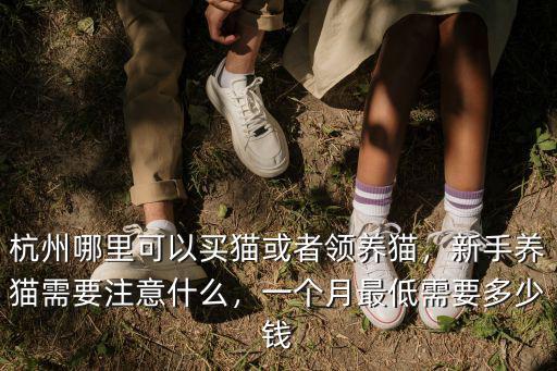 杭州哪里可以買貓或者領(lǐng)養(yǎng)貓，新手養(yǎng)貓需要注意什么，一個(gè)月最低需要多少錢