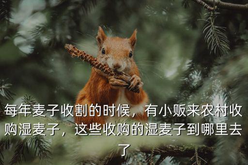 廣州市哪里有收小麥的,這些收購的濕麥子到哪里去了