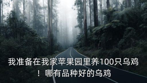 我準(zhǔn)備在我家蘋果園里養(yǎng)100只烏雞！哪有品種好的烏雞
